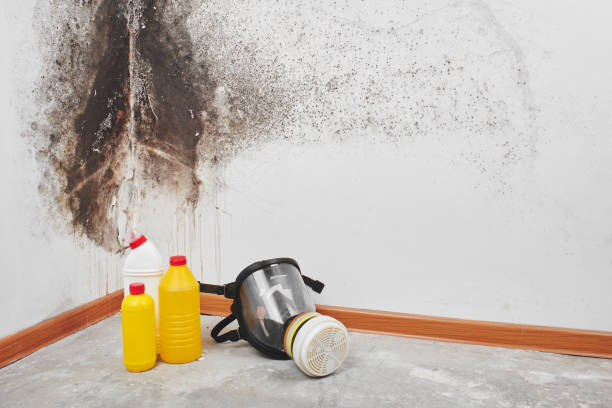 Best Insurance-Related Mold Remediation in Bellville, TX