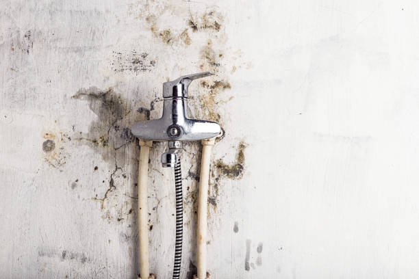 Best Health and Safety Mold Remediation in Bellville, TX