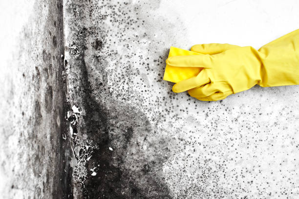 Best Post-Flood Mold Remediation in Bellville, TX