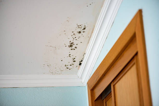 Best Black Mold Remediation in Bellville, TX