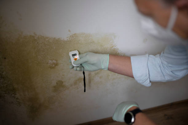 Best Insurance-Related Mold Remediation in Bellville, TX