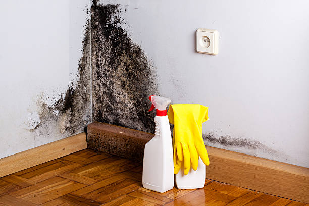 Best Attic Mold Remediation in Bellville, TX
