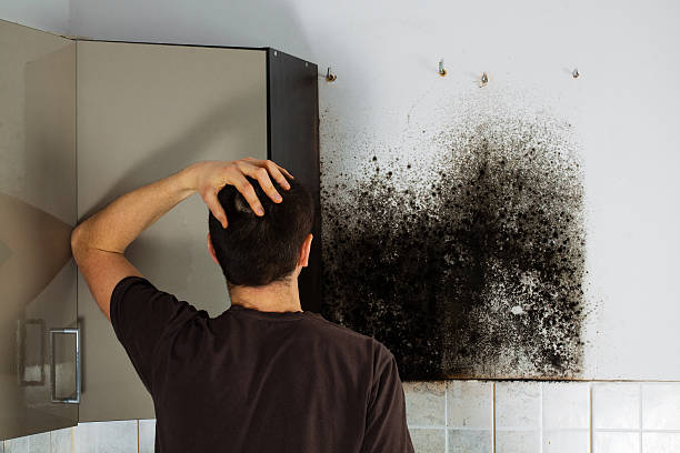 Best Emergency Mold Remediation in Bellville, TX
